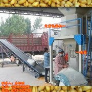 称重灌包机 小麦装袋 计量5-60公斤/包 9-12吨/h